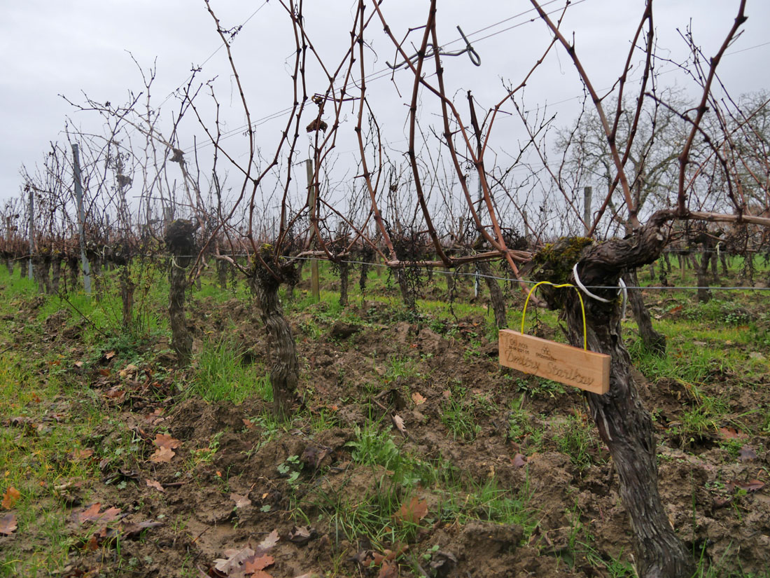 Виноградник на урожай